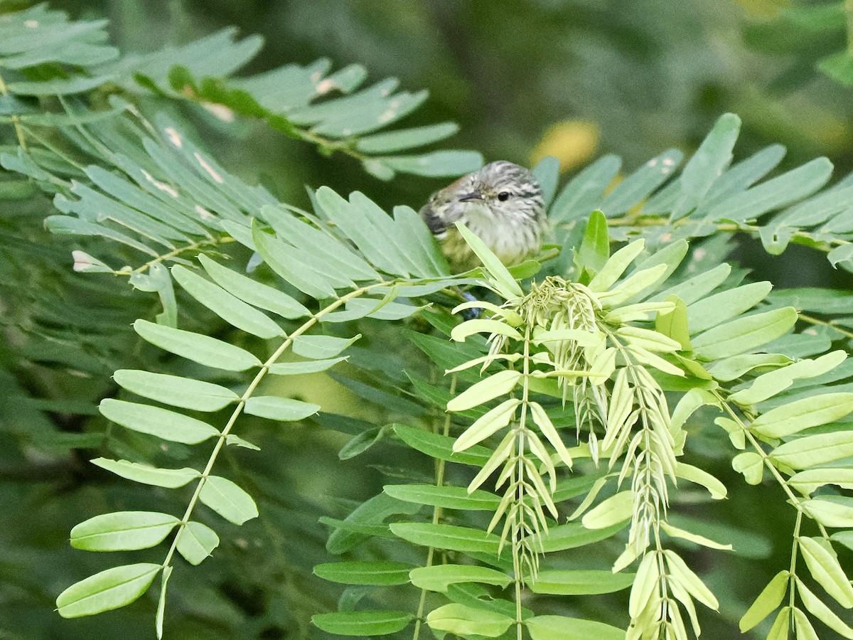 Streak-capped Antwren - ML616616599