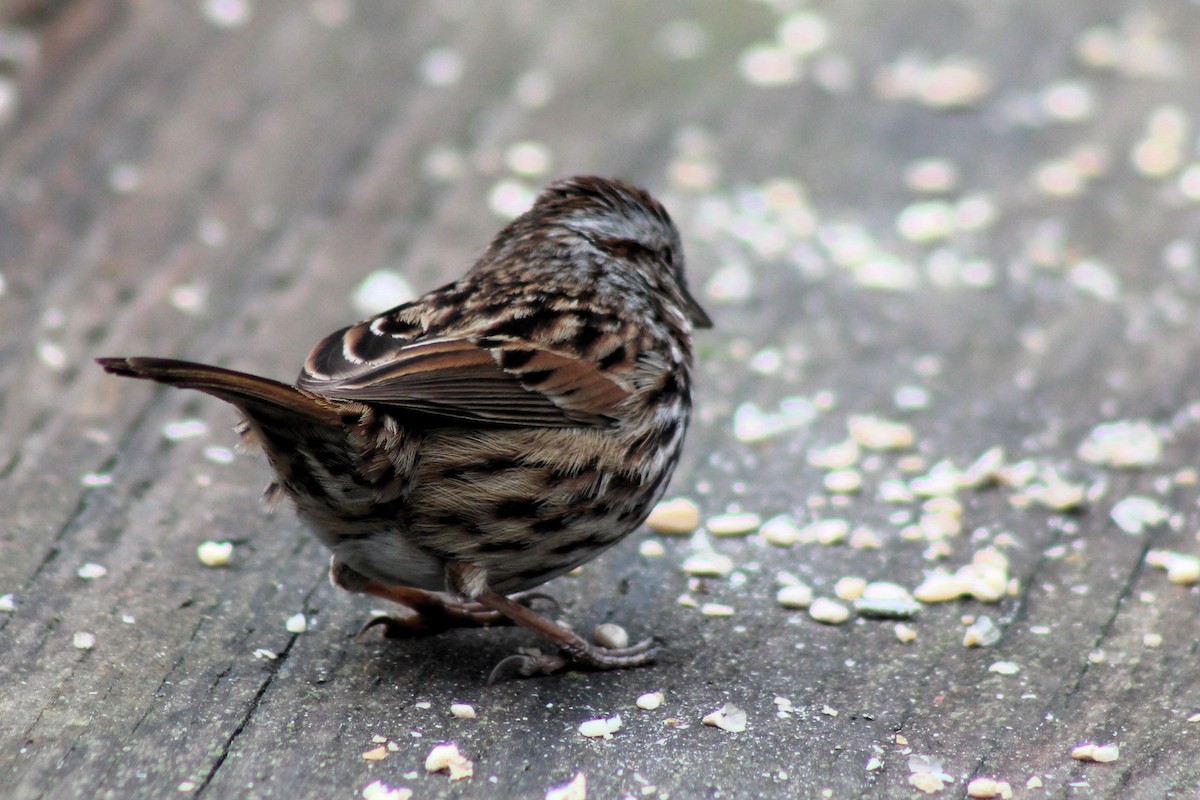 Song Sparrow (heermanni Group) - Robert Hinz