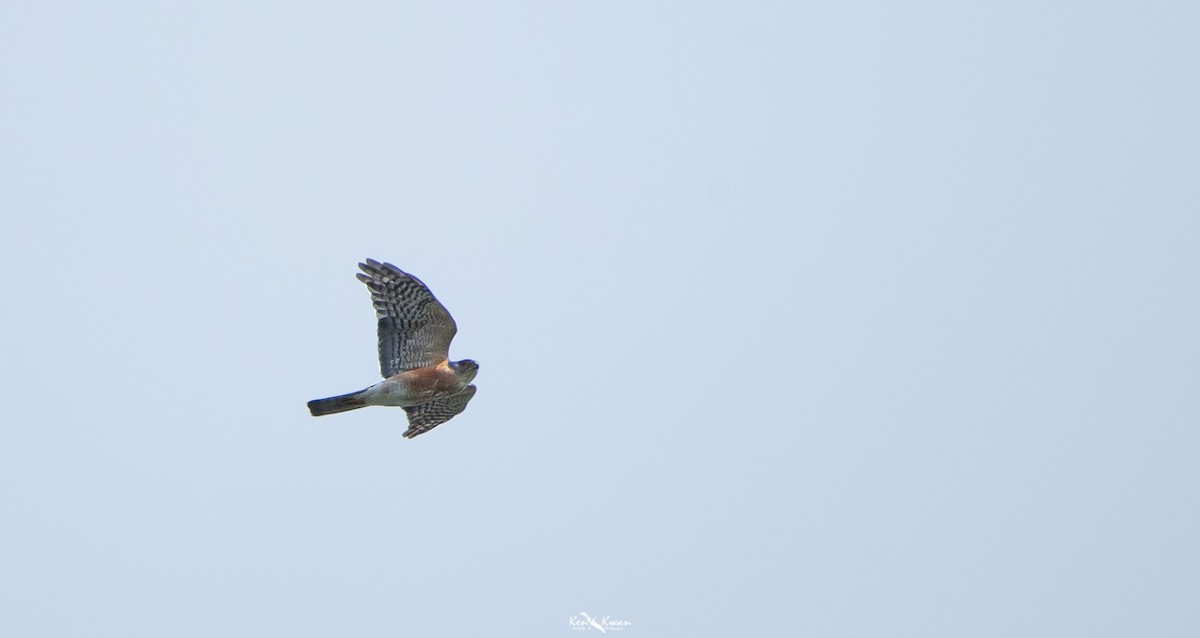 Japanese Sparrowhawk - Ken Kwan