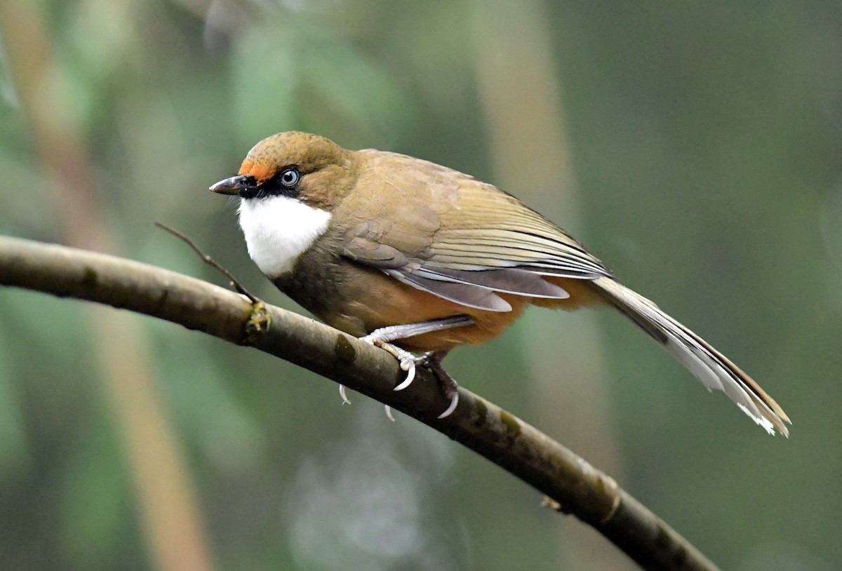 White-throated Laughingthrush - ML616616637