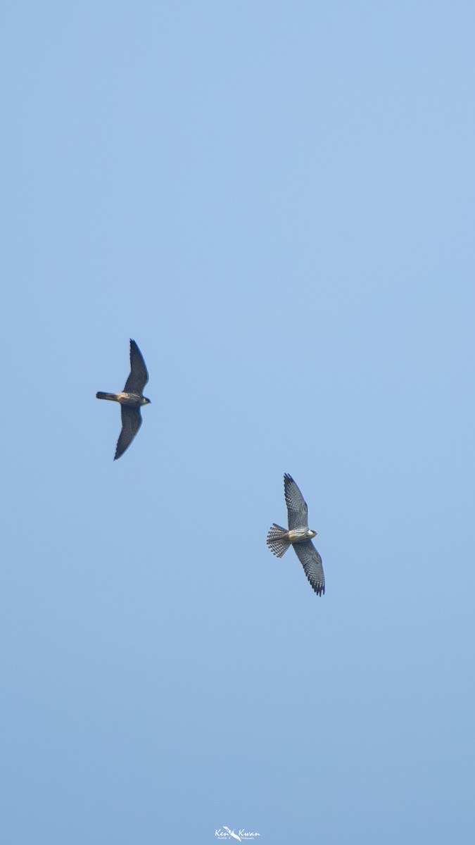 Eurasian Hobby - Ken Kwan