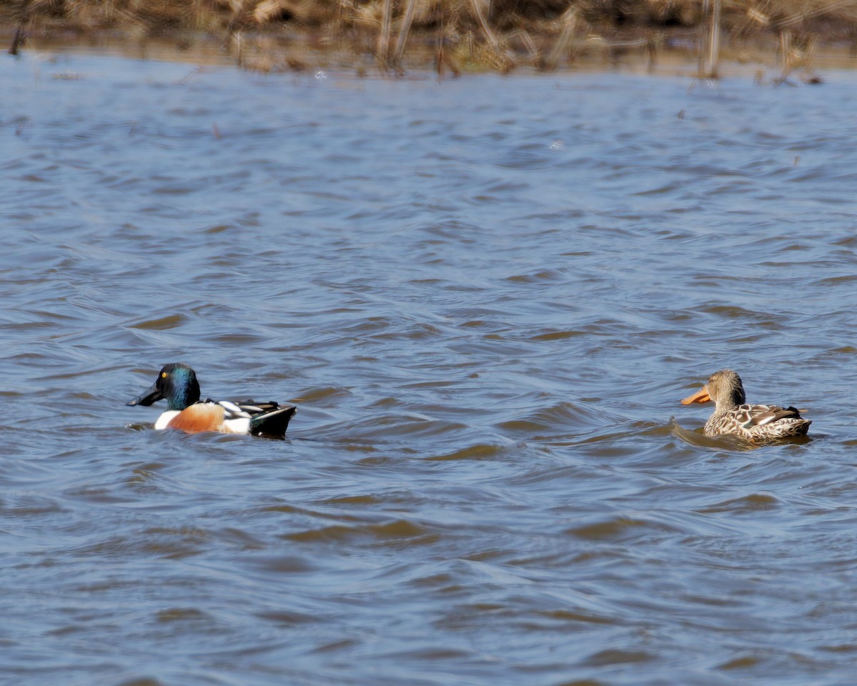 Northern Shoveler - ML616616649