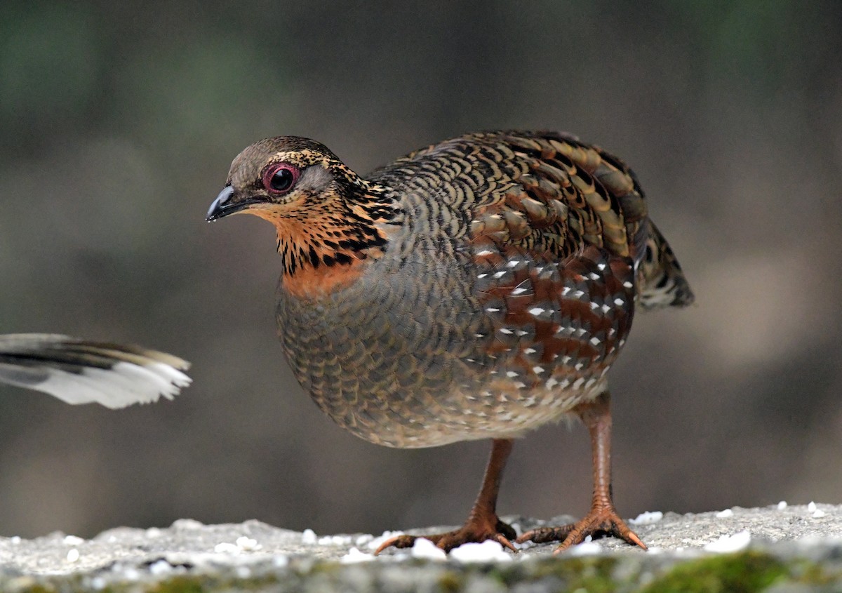 Hill Partridge - Ajoy Kumar Dawn