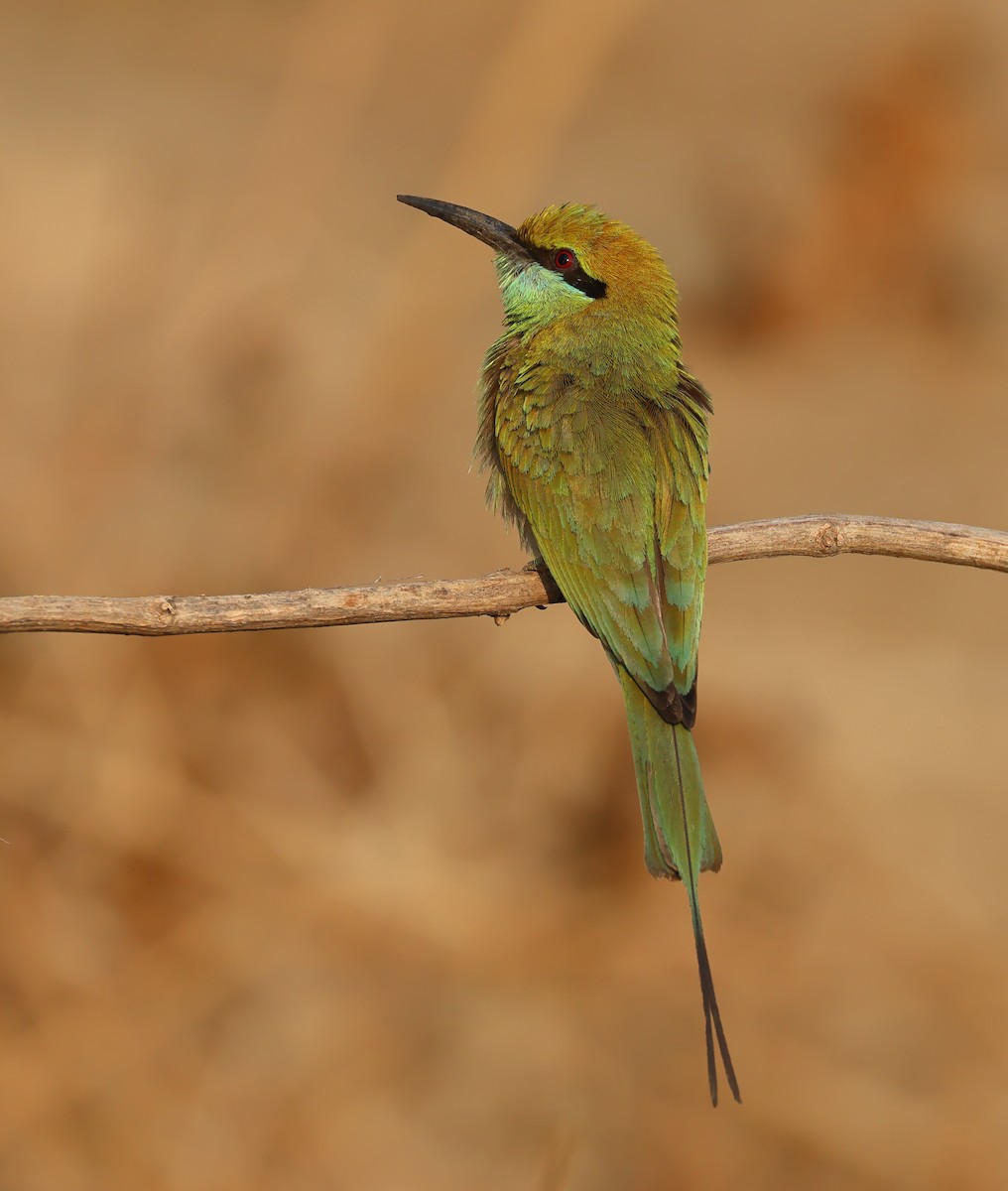 Asian Green Bee-eater - ML616616741