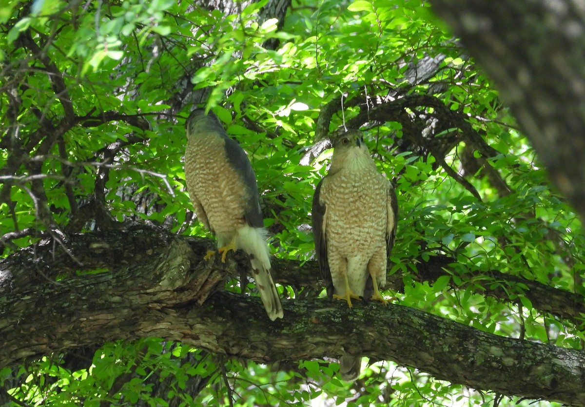 Cooper's Hawk - ML616616773