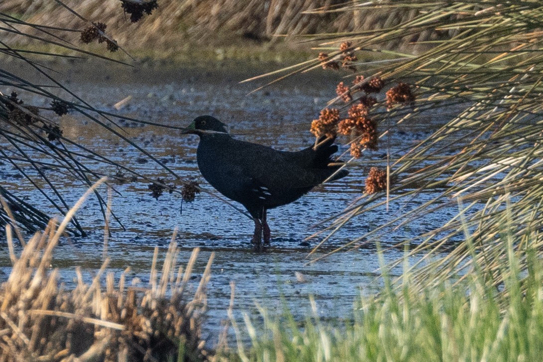 Black-tailed Nativehen - Eric VanderWerf