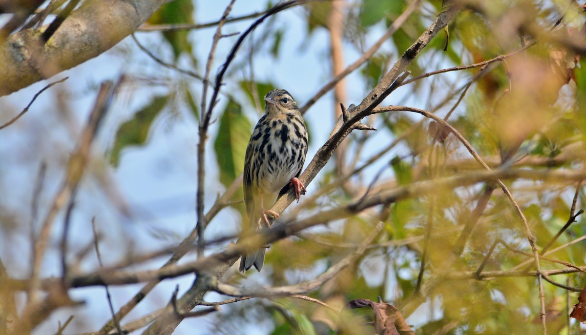 Olive-backed Pipit - Pulakeswar Basumatary