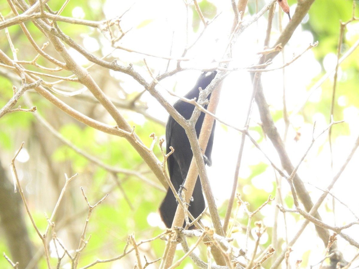 Greater Antillean Grackle - ML616616799