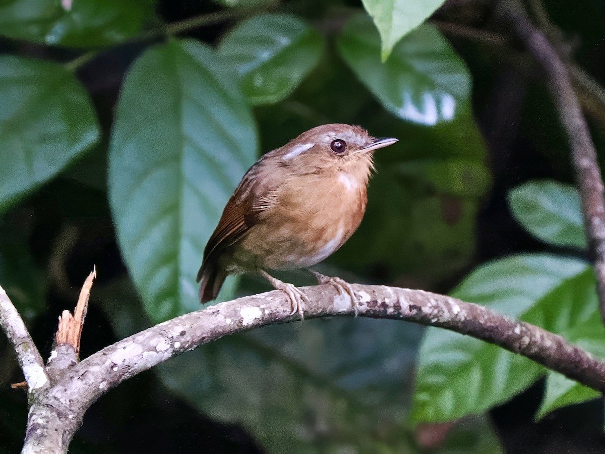 Rufous Gnateater - ML616616876