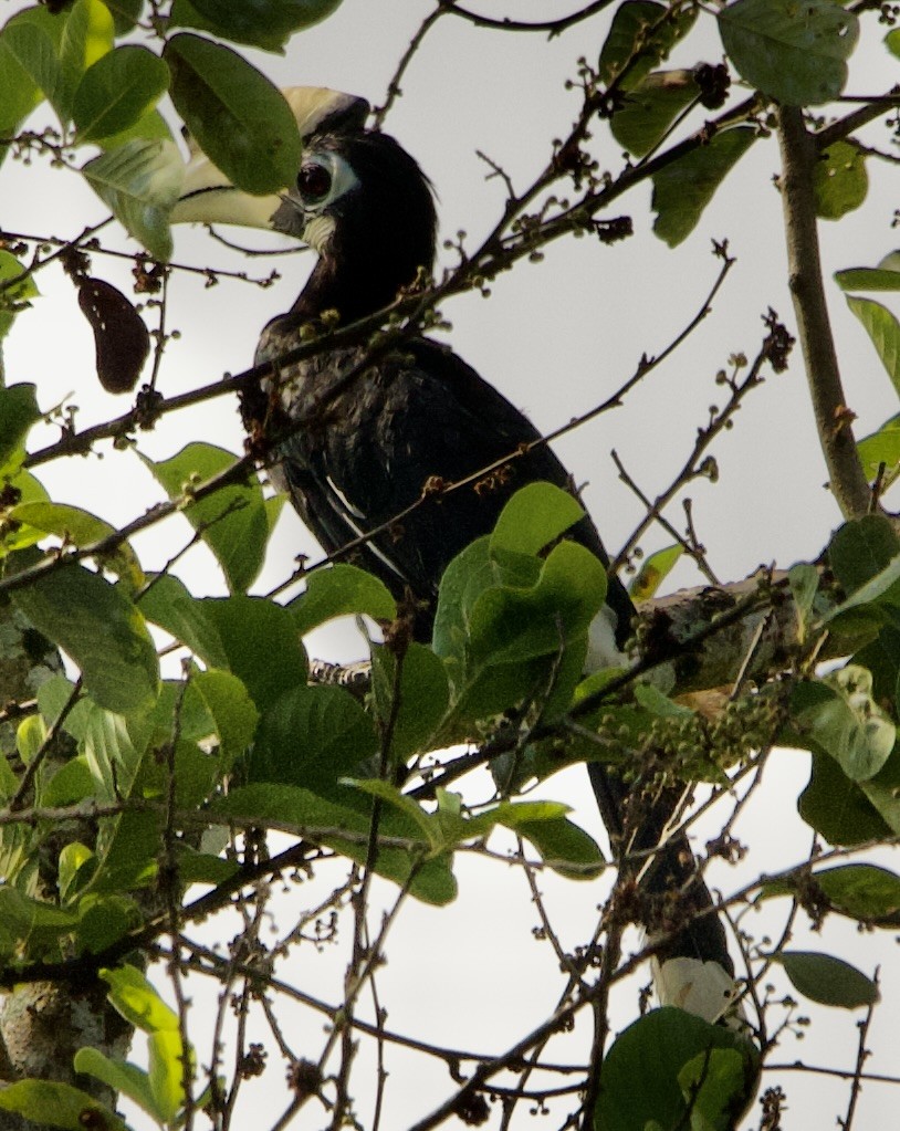 Oriental Pied-Hornbill - ML616616884