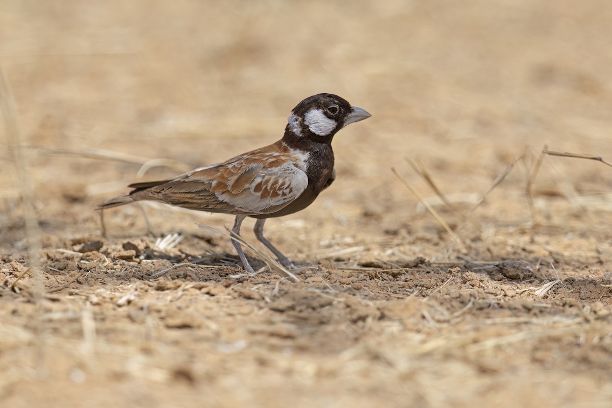 Chestnut-backed Sparrow-Lark - Marco Valentini