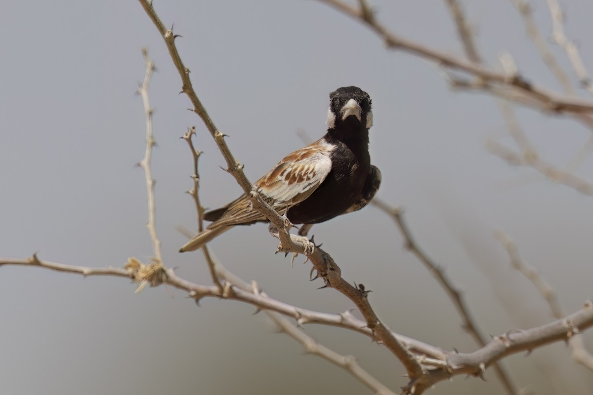 Chestnut-backed Sparrow-Lark - ML616616887