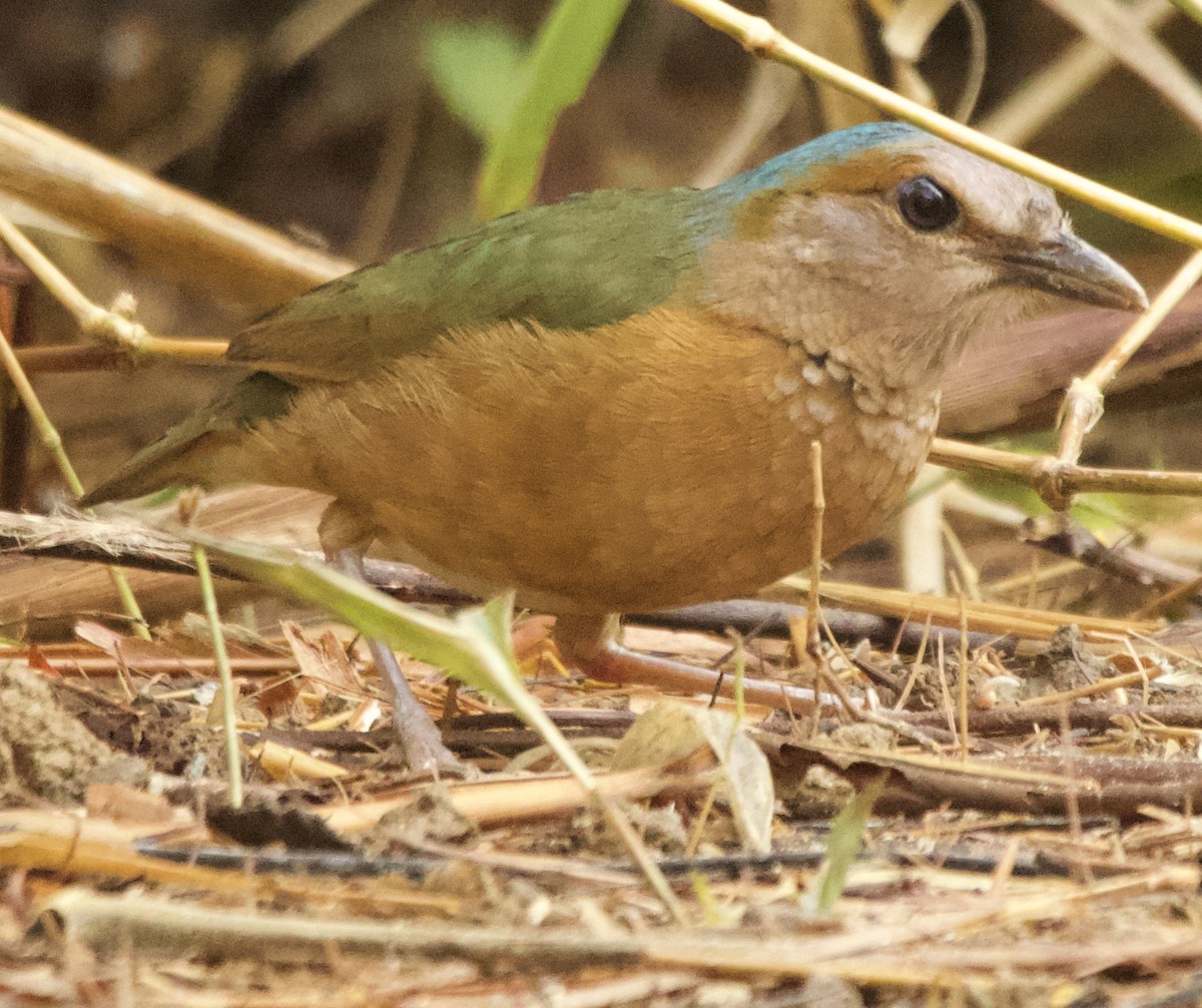 Blue-rumped Pitta - Connie Lintz