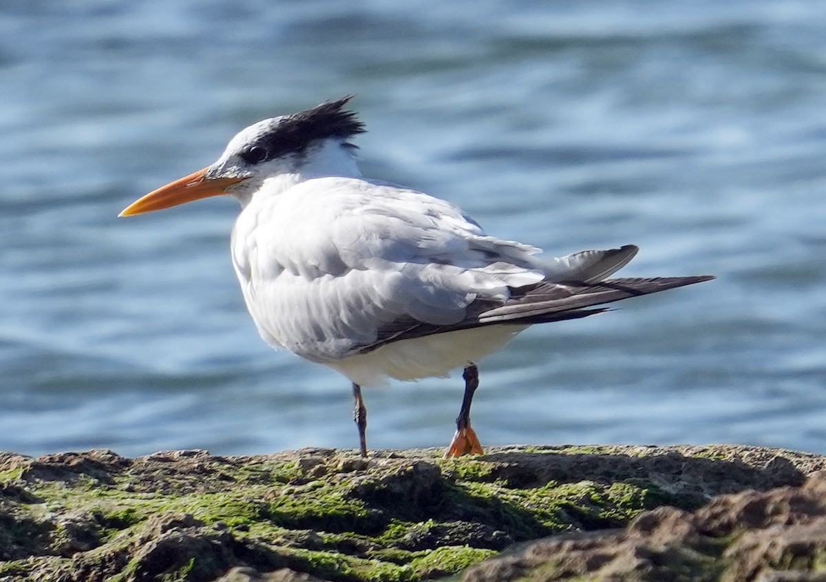 Royal Tern - Phil Davis