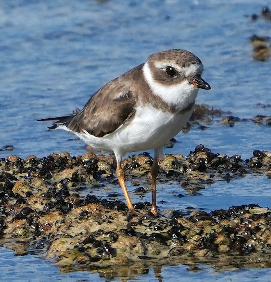 Semipalmated Plover - Phil Davis