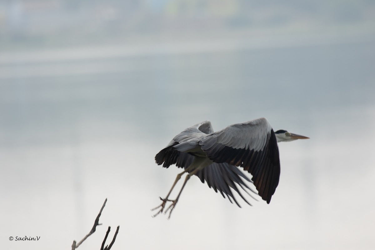 Gray/Purple Heron - Sachin Balaji