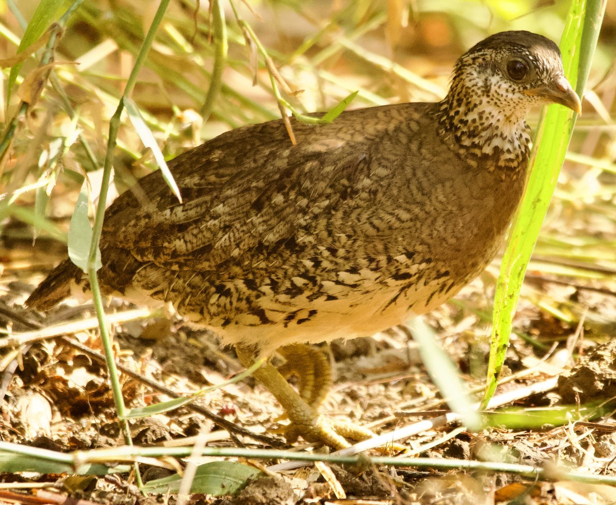 Scaly-breasted Partridge (Green-legged) - ML616616910