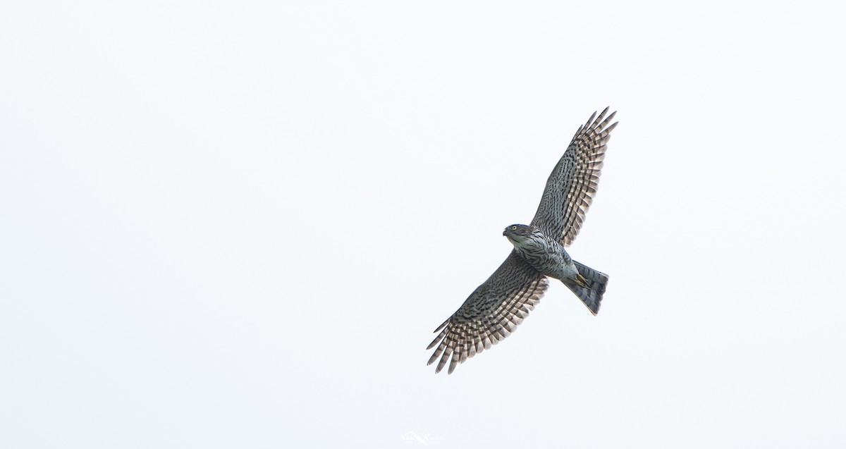 Japanese Sparrowhawk - ML616616915