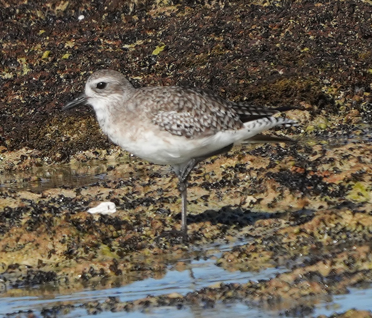 Black-bellied Plover - Phil Davis