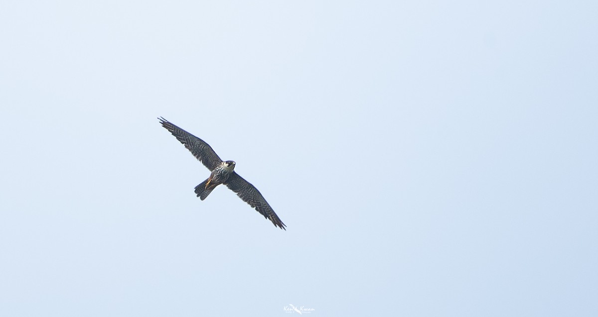 Eurasian Hobby - ML616616917