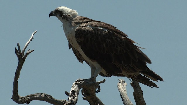 Águila Pescadora (Australia) - ML616616929
