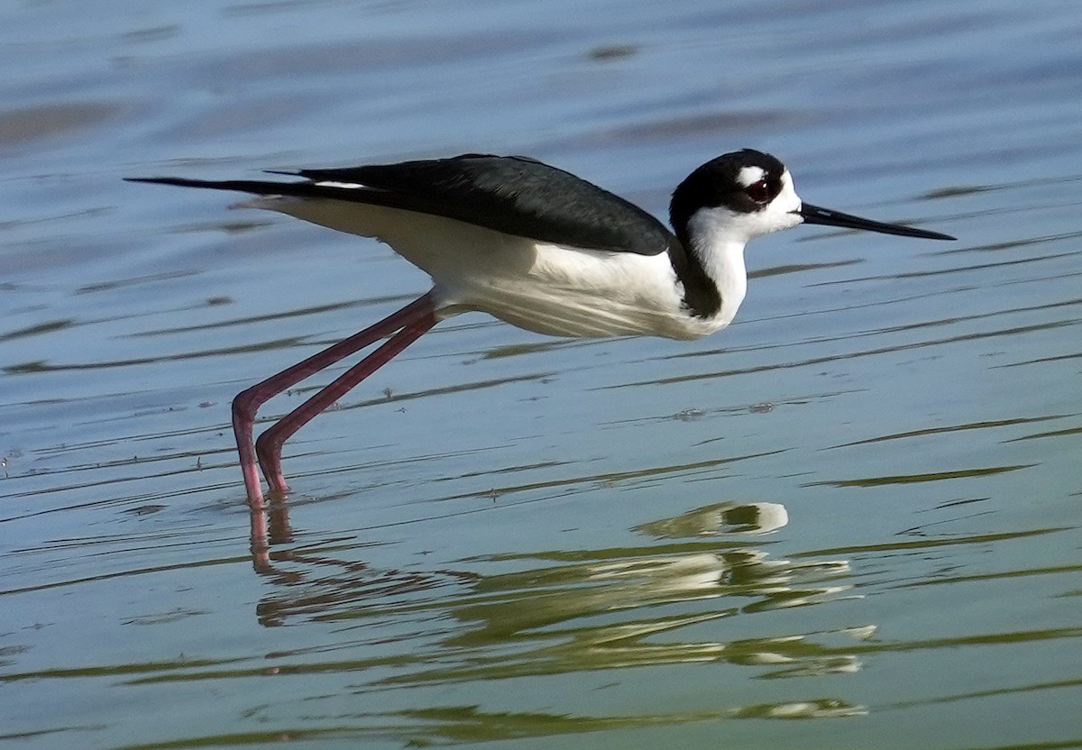 Black-necked Stilt - Phil Davis