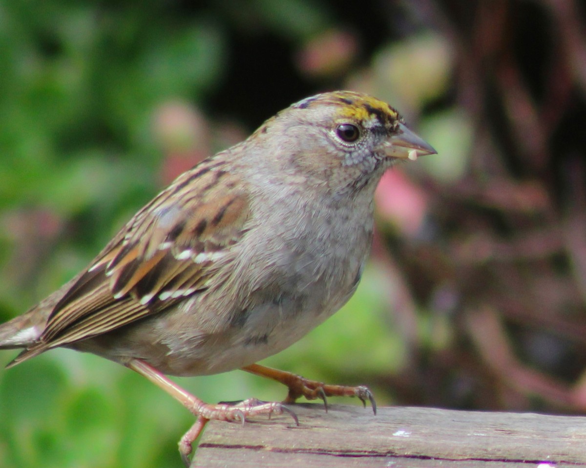 Golden-crowned Sparrow - Robert Hinz