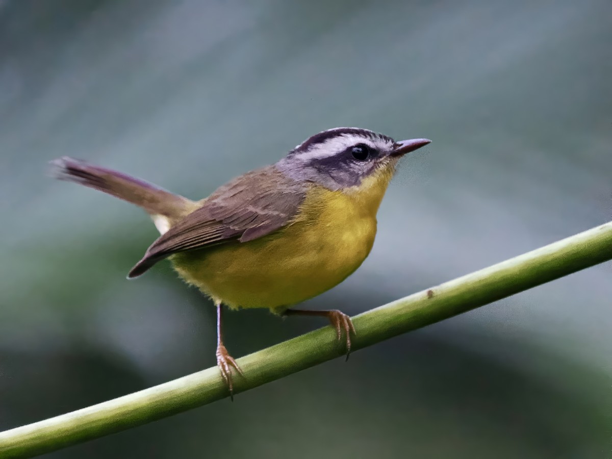 Golden-crowned Warbler (Golden-crowned) - ML616616933