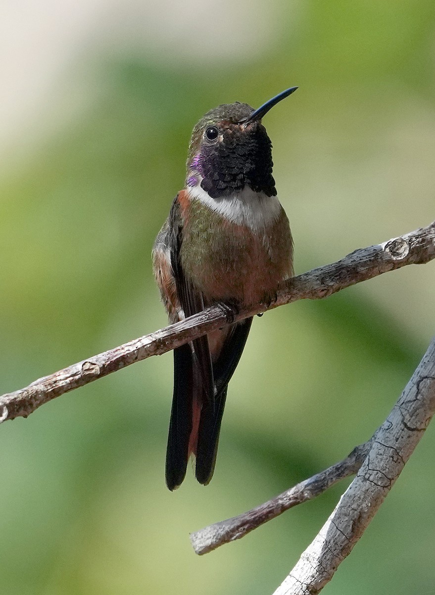 Colibrí de las Bahamas - ML616616939