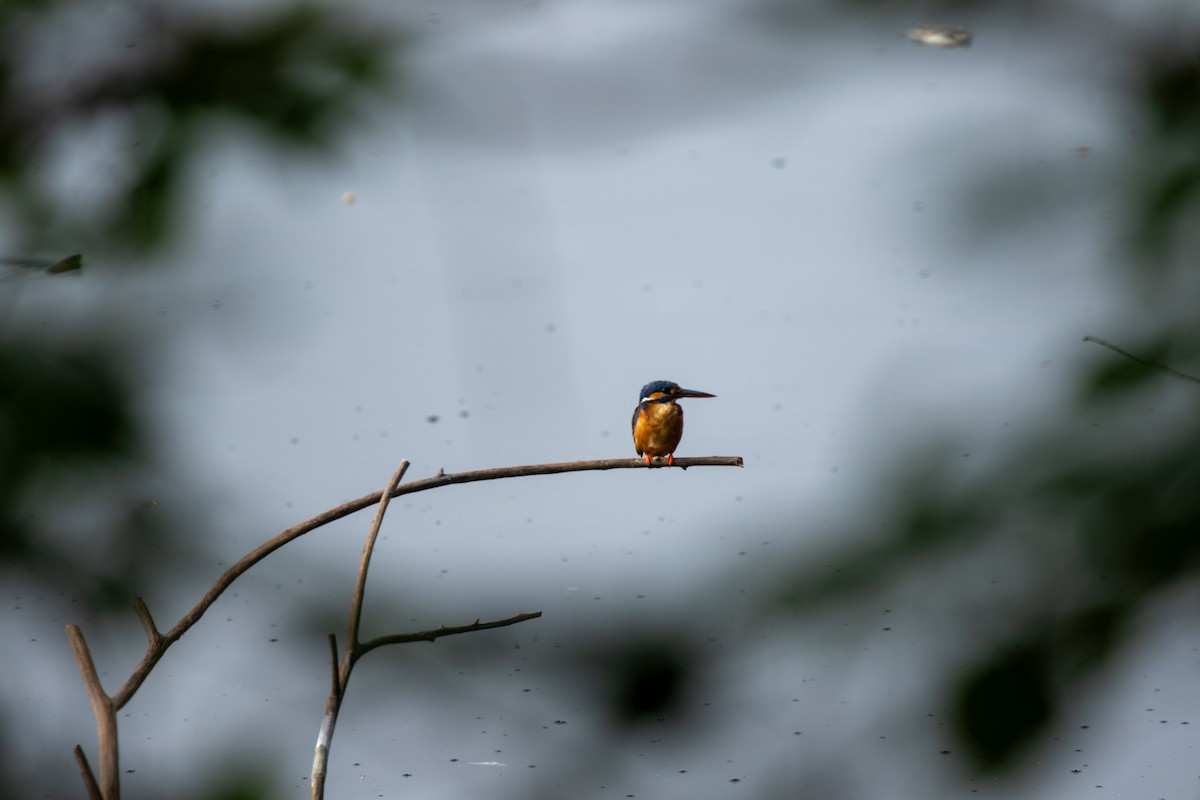 Common Kingfisher - Sachin Balaji