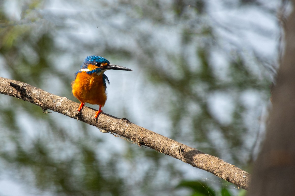 Common Kingfisher - ML616616944