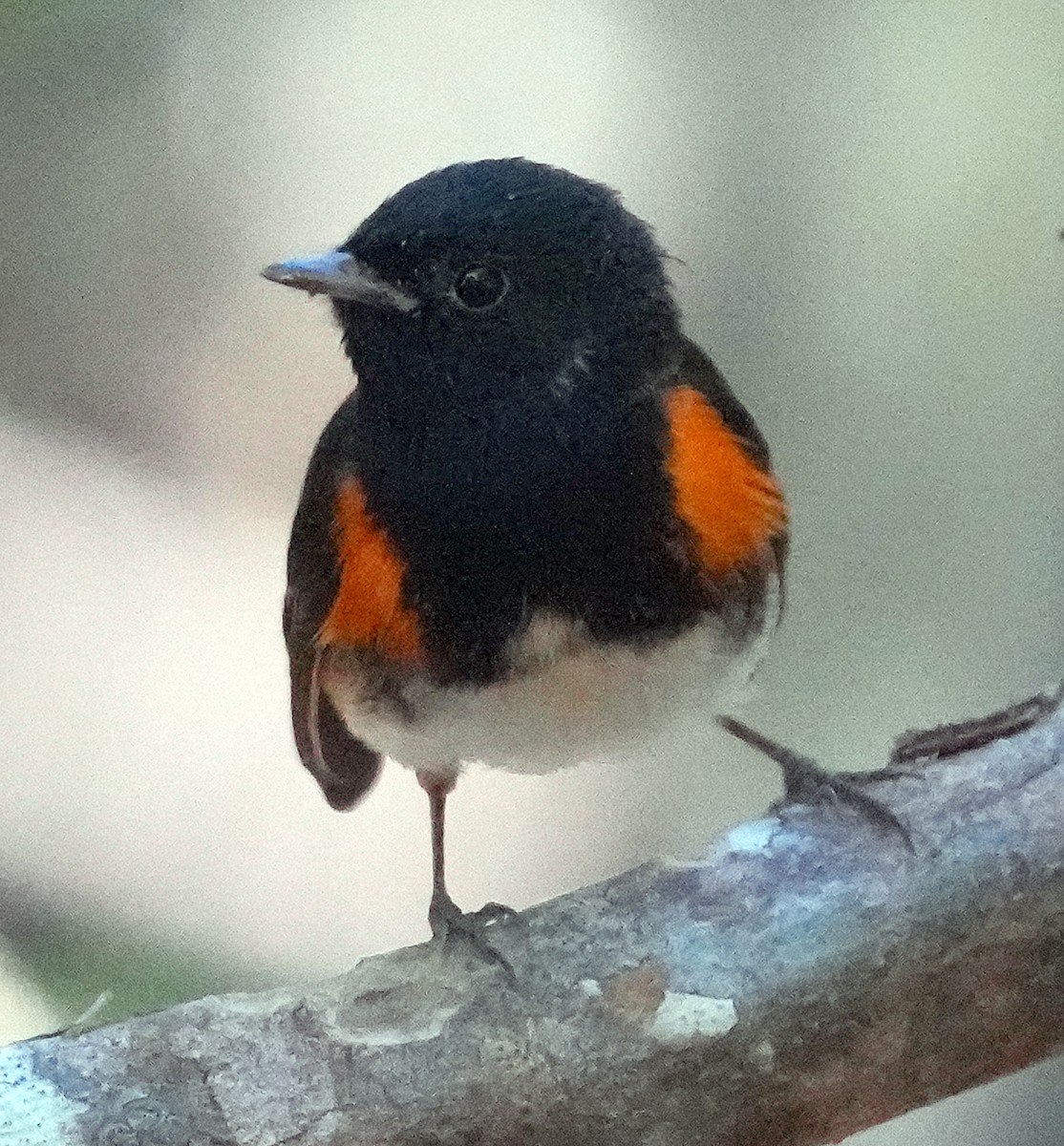 American Redstart - ML616616947