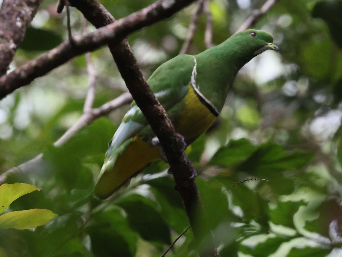 Cloven-feathered Dove - Ashley Banwell