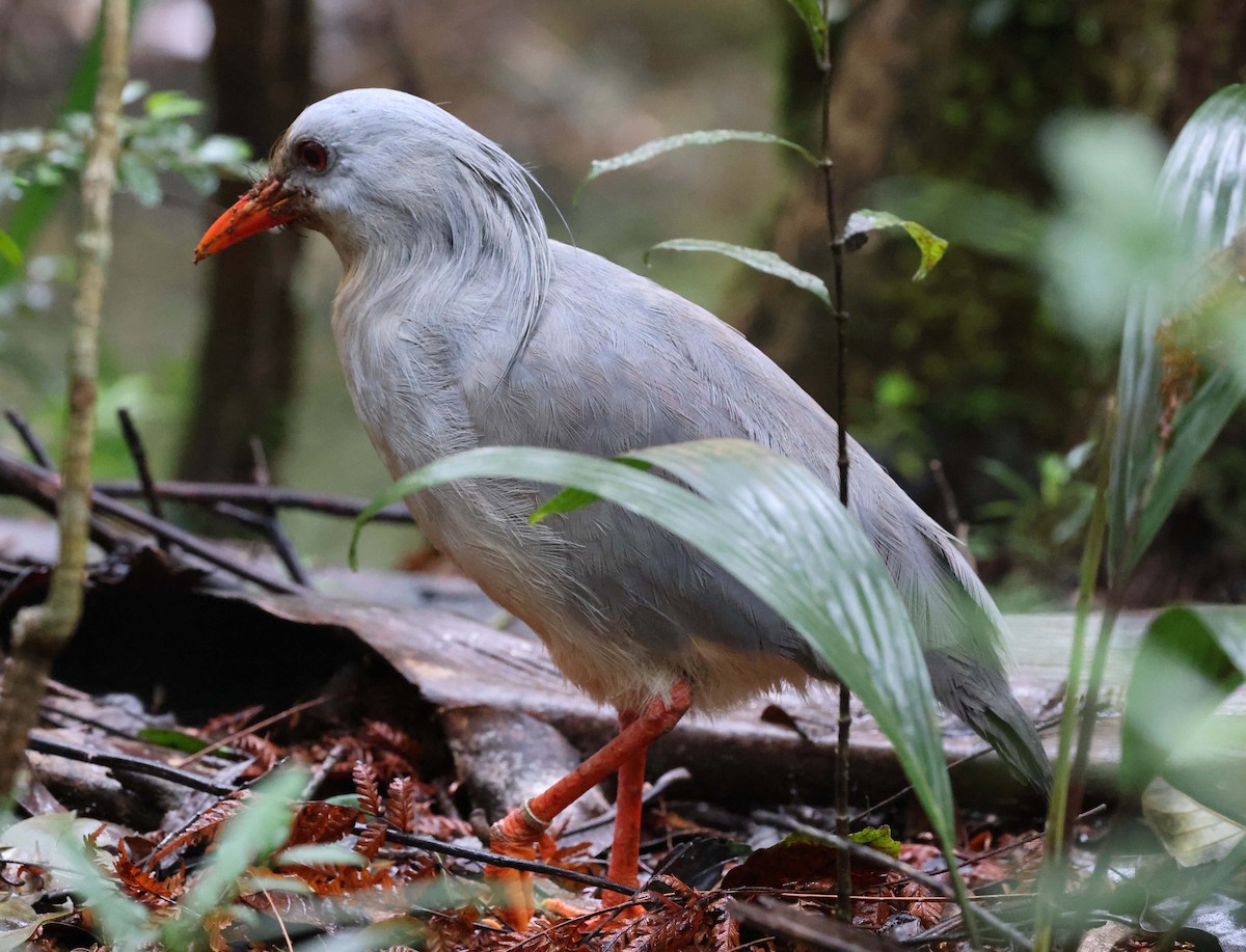 Kagu - ML616616966