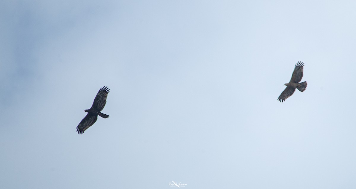 Oriental Honey-buzzard - ML616616990