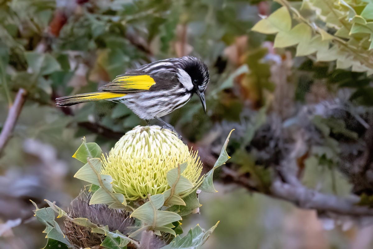 White-cheeked Honeyeater - Sheila Rowlands