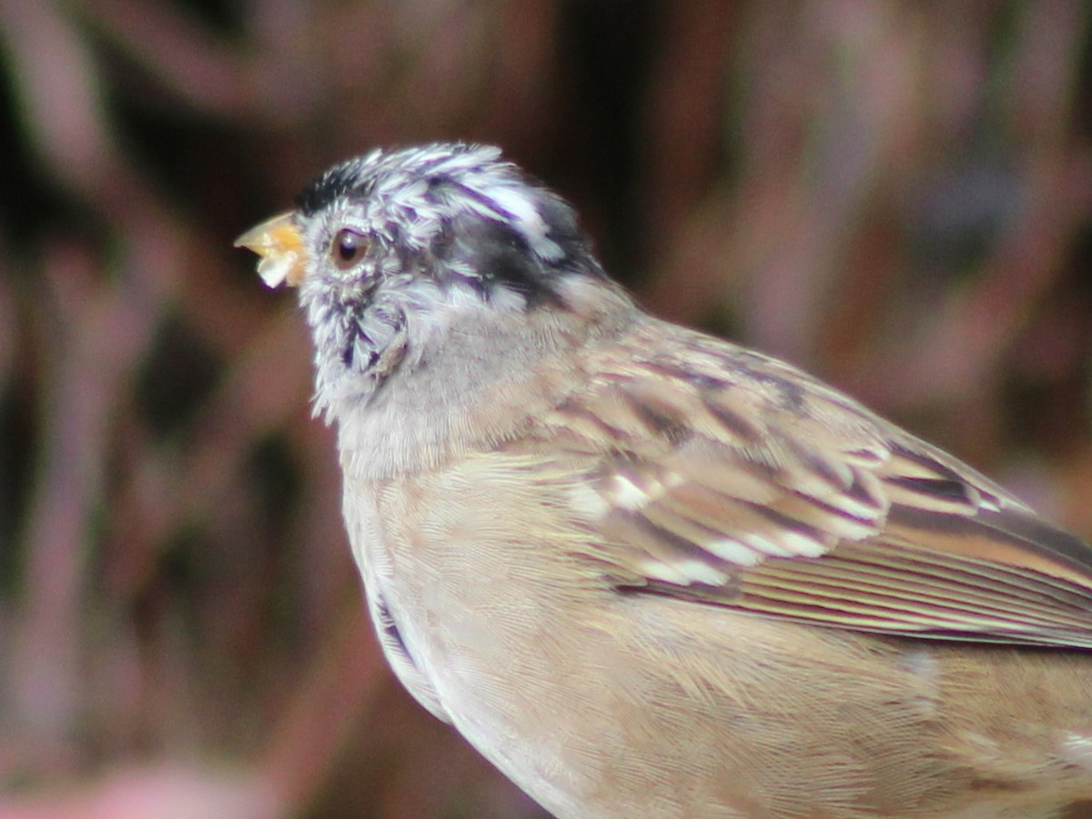 White-crowned Sparrow - Robert Hinz