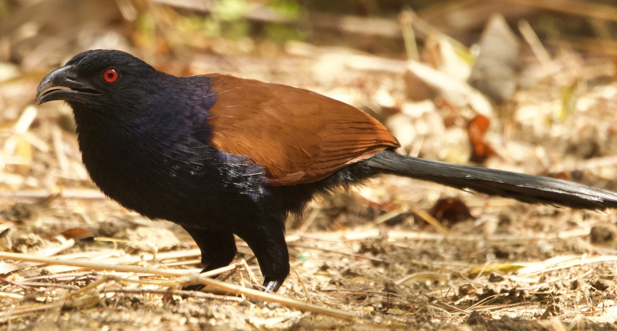 Greater Coucal - ML616617008