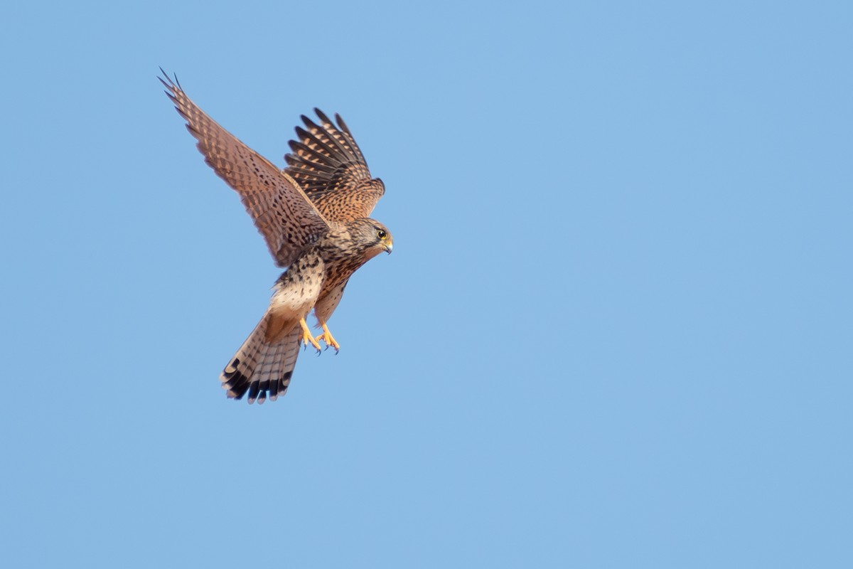 Eurasian Kestrel - ML616617035