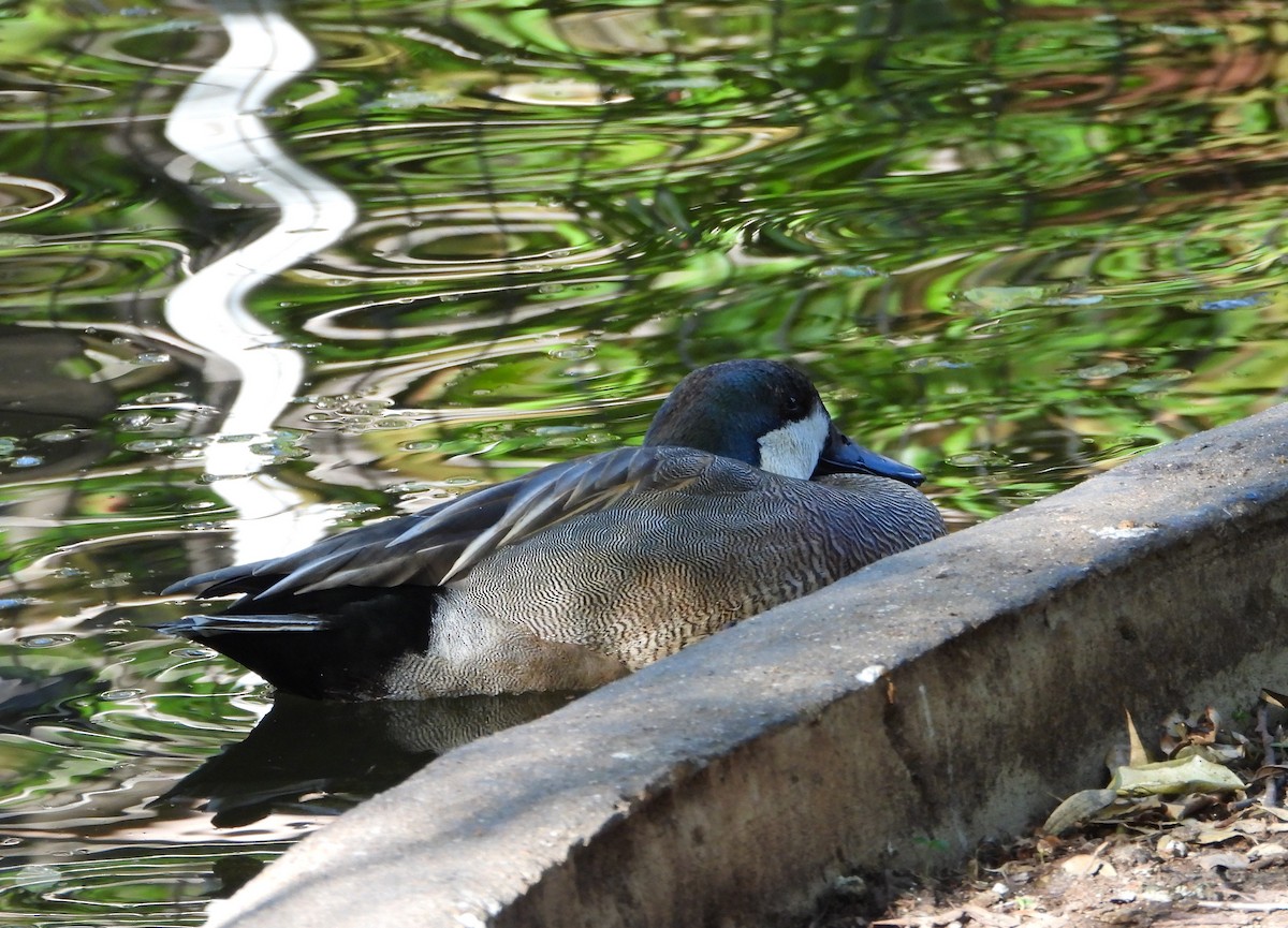 Northern Shoveler x Gadwall (hybrid) - ML616617058