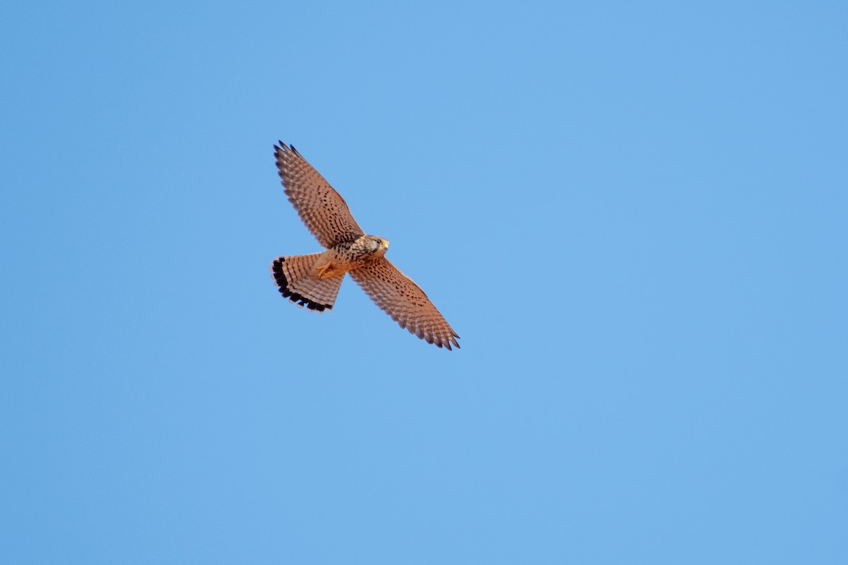 Eurasian Kestrel - ML616617075