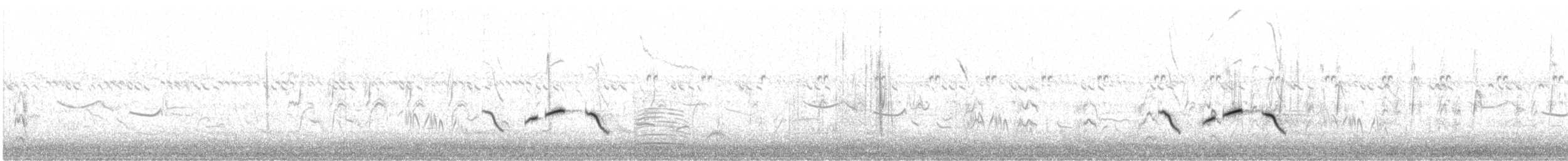 hvitbrynkrattskvett (leucophrys gr.) - ML616617086