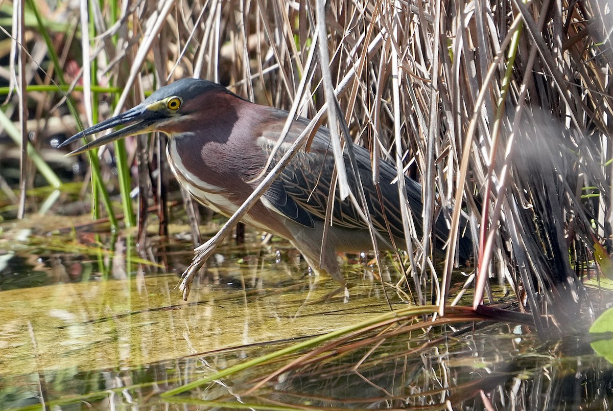 Green Heron - ML616617088