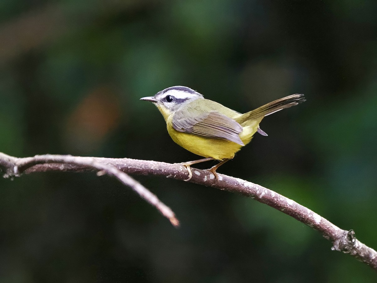 Golden-crowned Warbler (Golden-crowned) - ML616617091