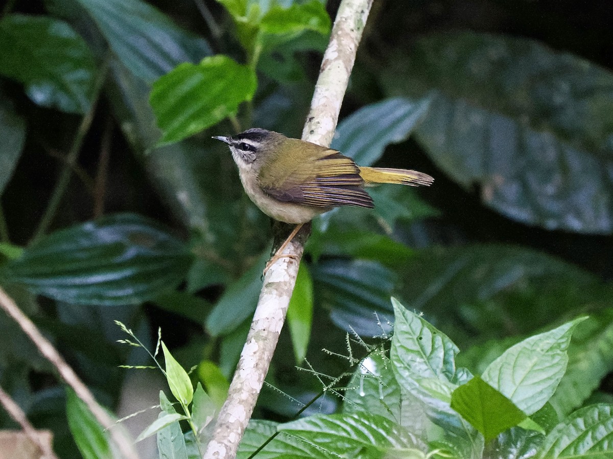 Riverbank Warbler (Southern) - Gabriel Willow