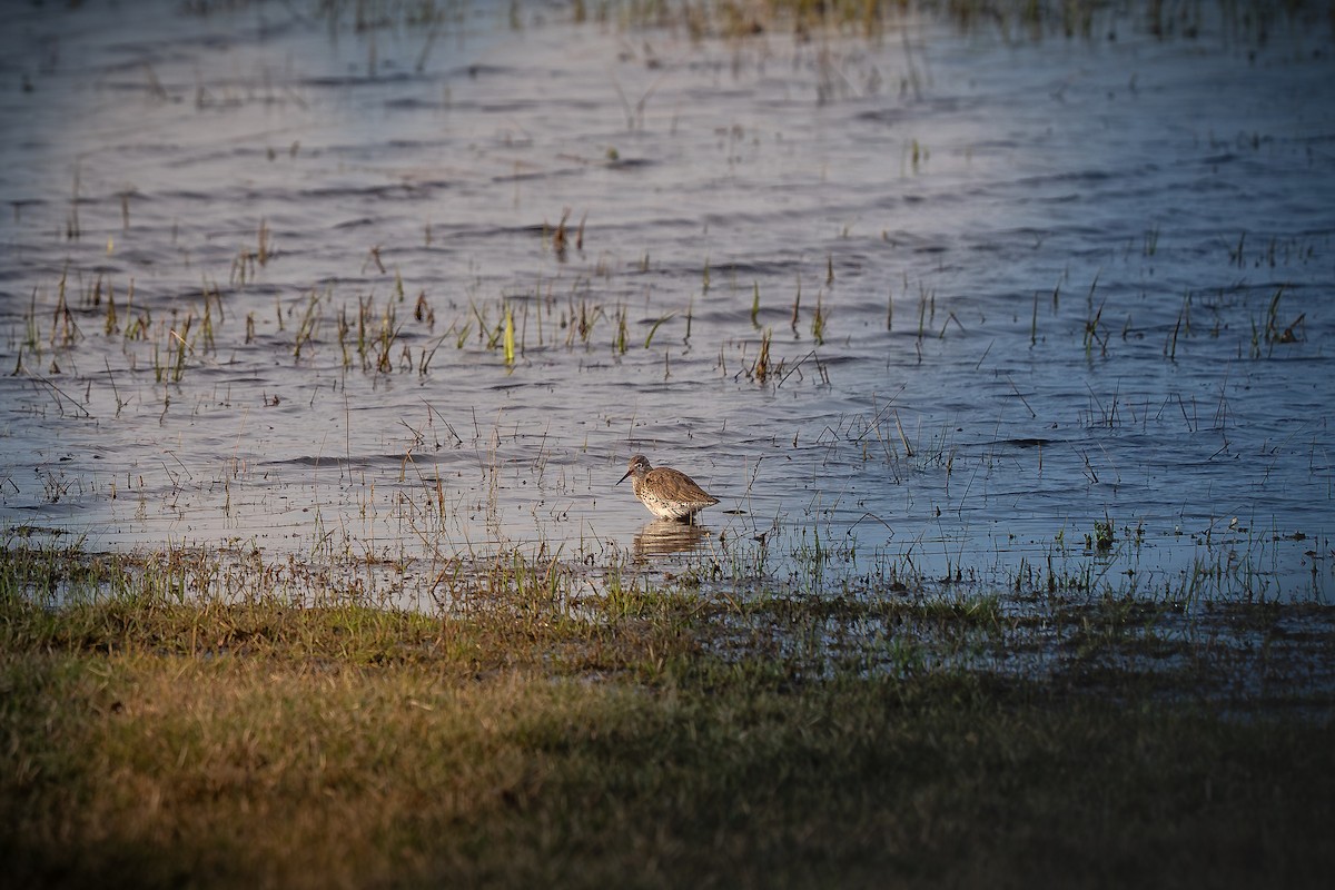 Common Redshank - Krzysztof Nigot