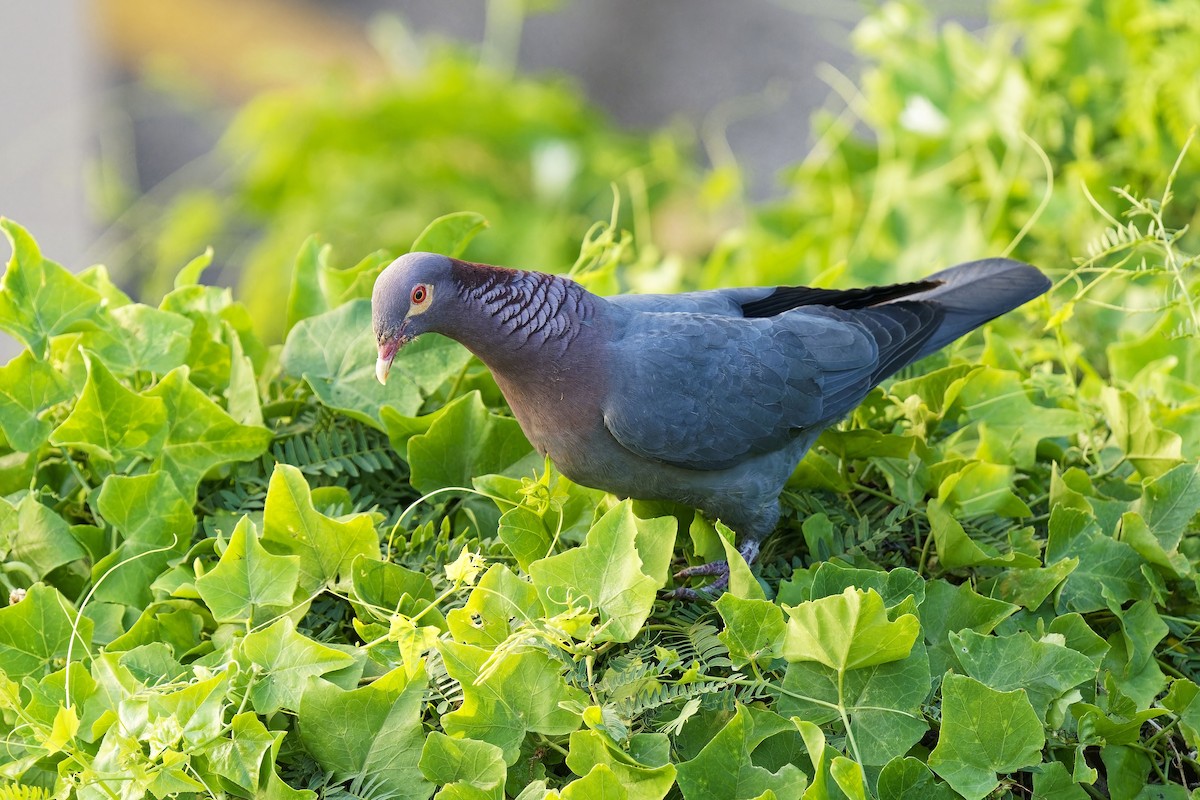 Scaly-naped Pigeon - ML616617237