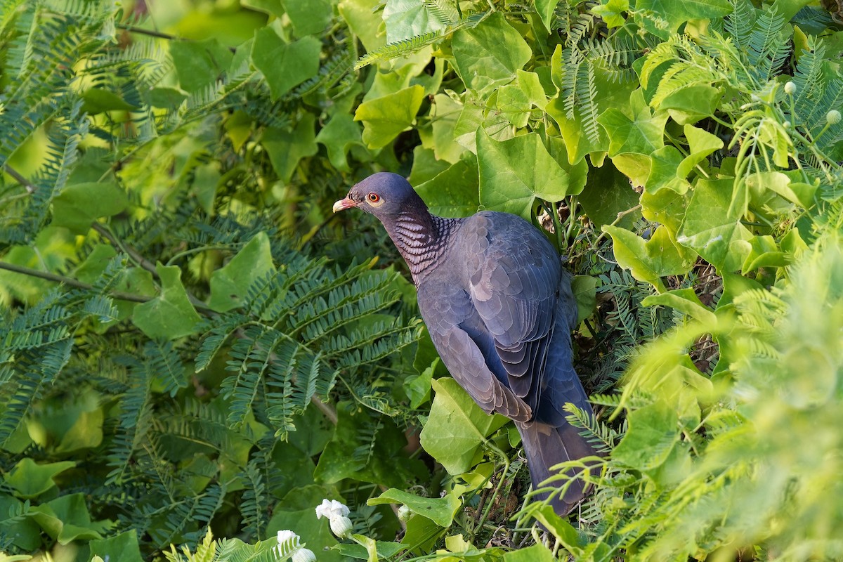 Scaly-naped Pigeon - ML616617238