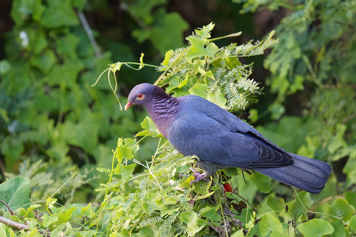 Scaly-naped Pigeon - ML616617239