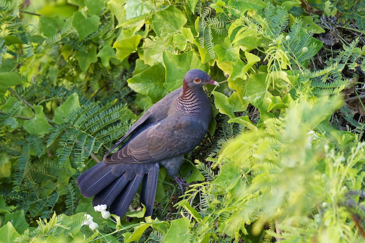 Scaly-naped Pigeon - Holger Teichmann